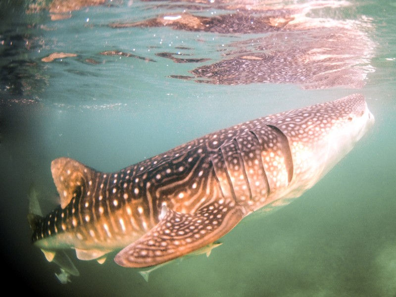 Foto con focale di 10.5mm di uno squalo balena (Hanifaru - Maldive)
