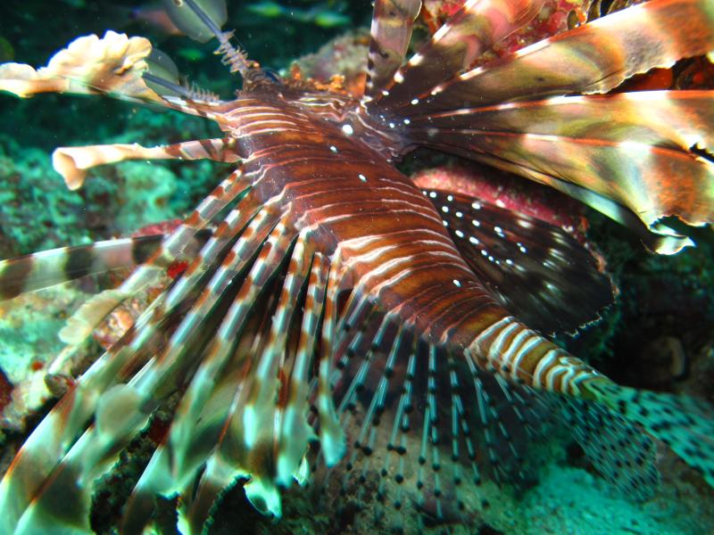 Solito Lionfish (Hanifaru - Maldive)