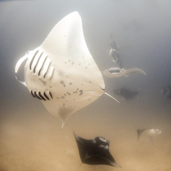 Manta! (Hanifaru - Maldive)