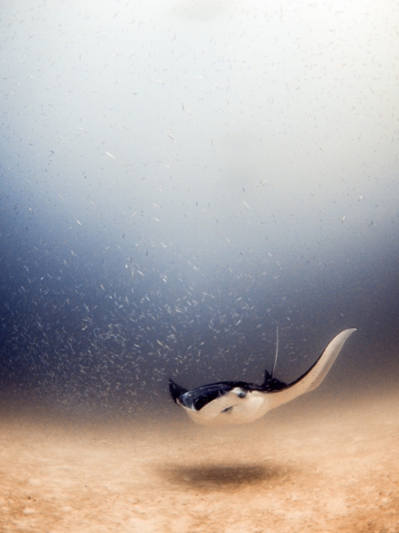 Manta feeding plancton close to the seafloor (Hanifaru - Maldives)