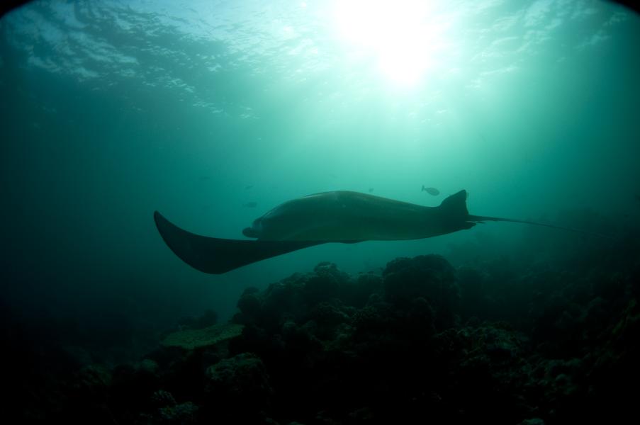 Manta che «vola» pacificamente sopra il reef (Hanifaru - Maldive)
