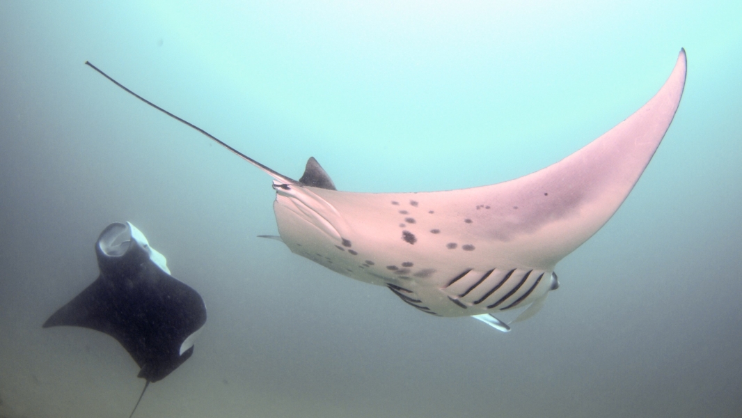 Due Mante (Hanifaru - Maldive)
