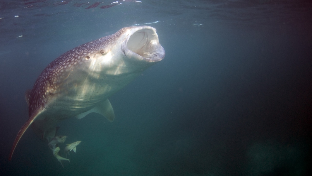 Squalo balena mentre filtra plancton (Hanifaru - Maldive)
