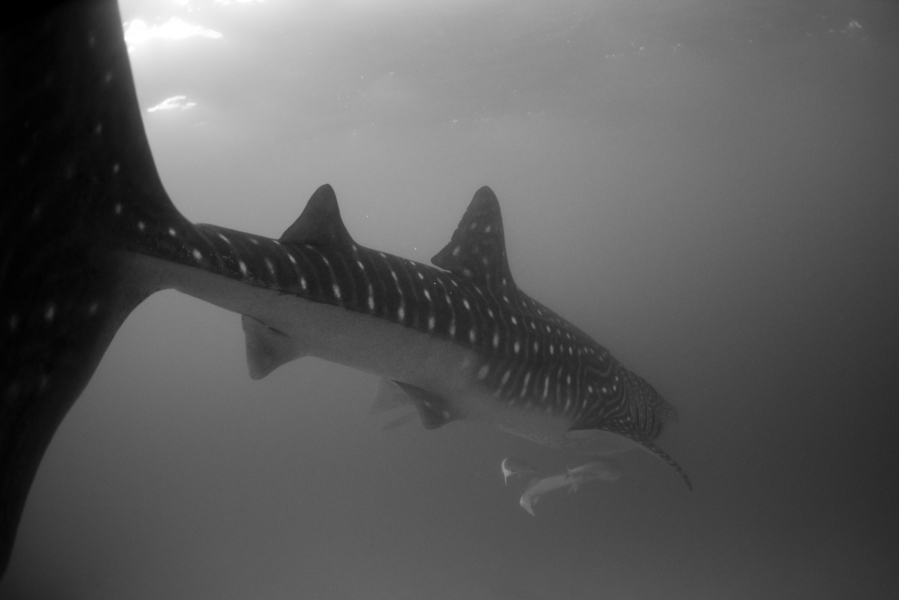 Squalo balena che s'inabissa (Hanifaru - Maldive)