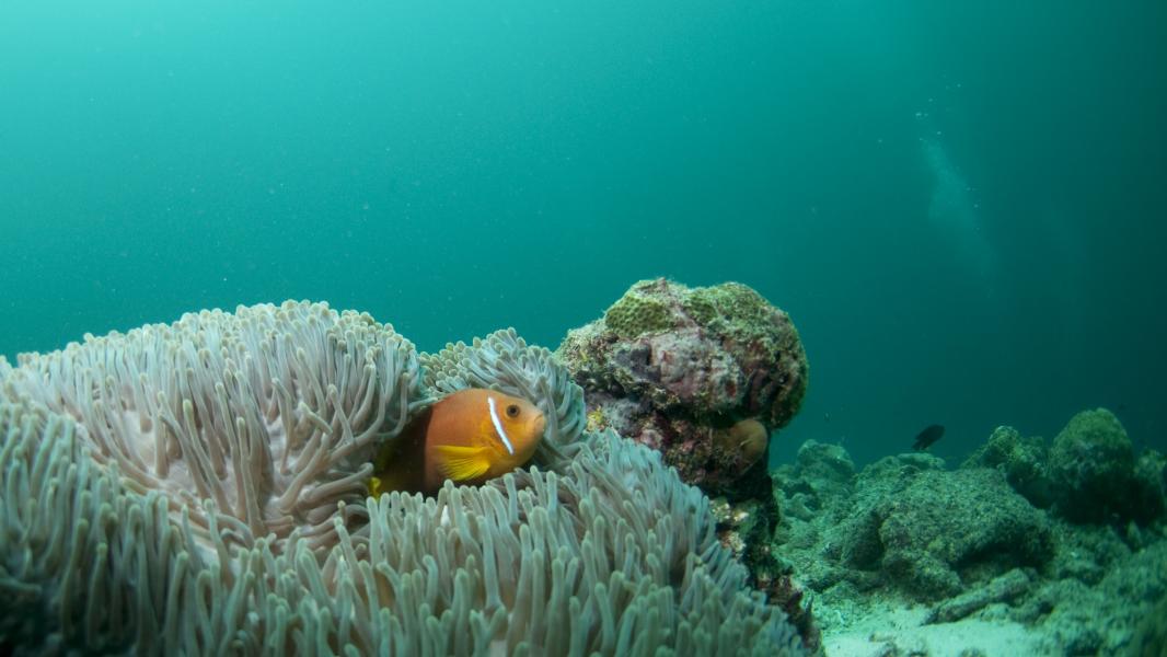 Grandangolo di pesce pagliaccio (Hanifaru - Maldive)