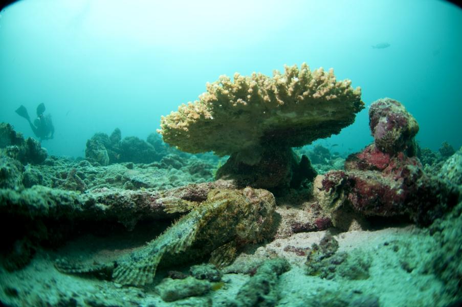Grandangolo di un pesce pietra e reef (Hanifaru - Maldive)