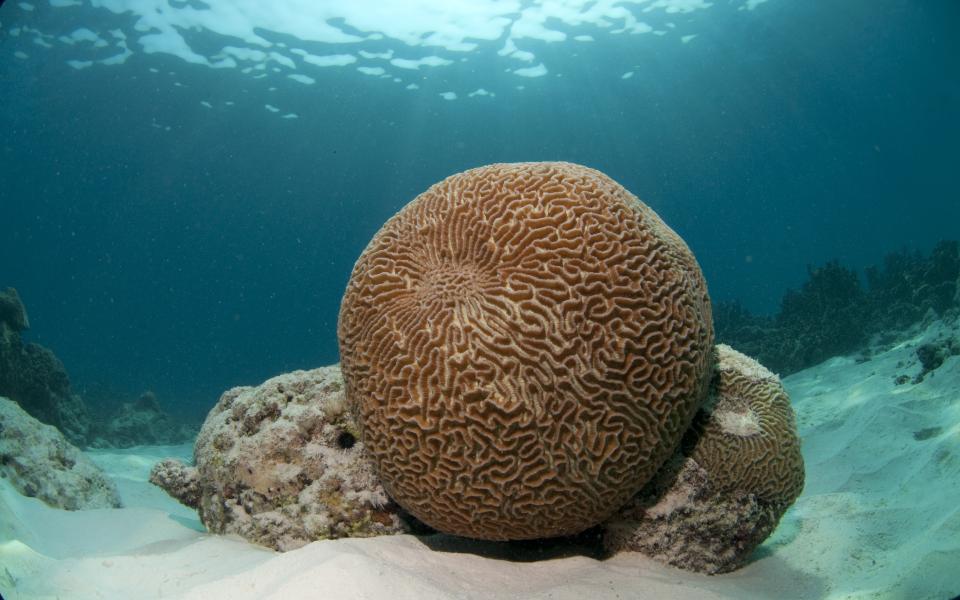 Che sarà? (Kiltan, Lakshadweep - India)