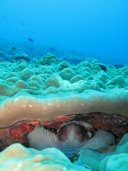 Polipo nascosto (Kadmat, Lakshadweep - India)