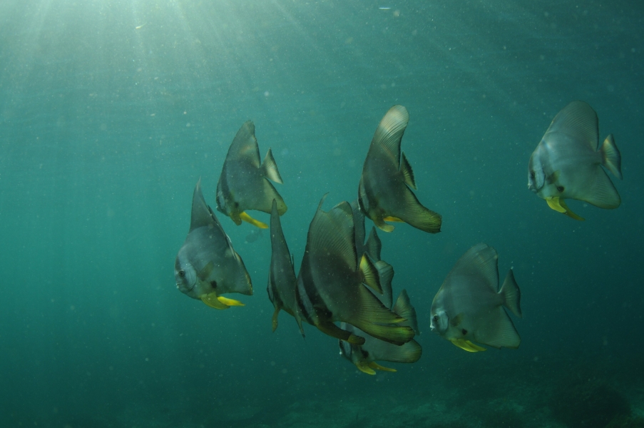 Pesci pipistrello sognanti @ Mikes Point (Raja Ampat - Indonesia)
