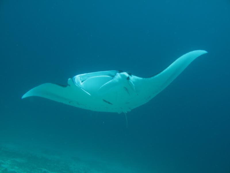 Manta («Manta Sandy», Raja Ampat - Indonesia)