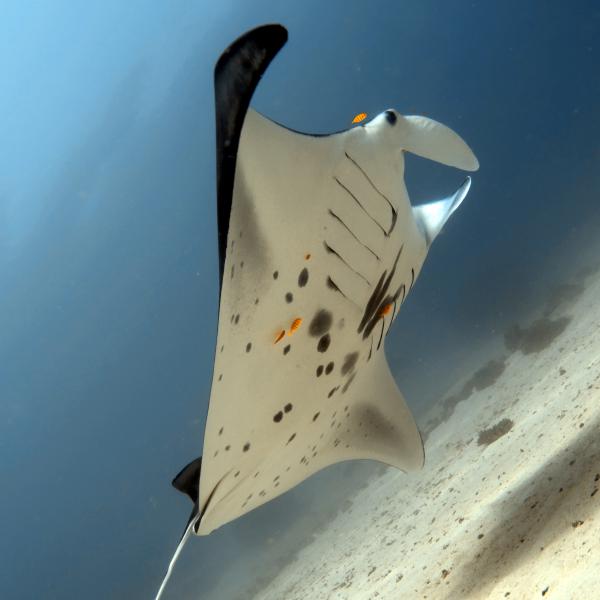 Manta (Raja Ampat - Indonesia)