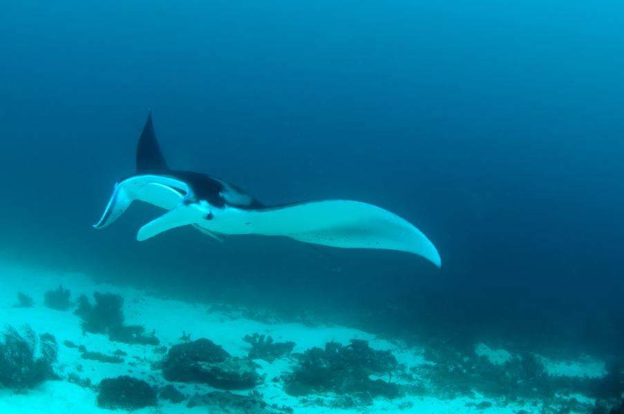 Manta vicino al fondo (Raja Ampat - Indonesia)