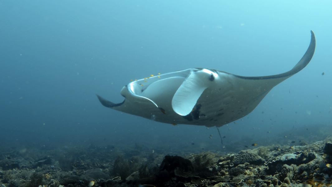 Manta sul reef (Raja Ampat - Indonesia)