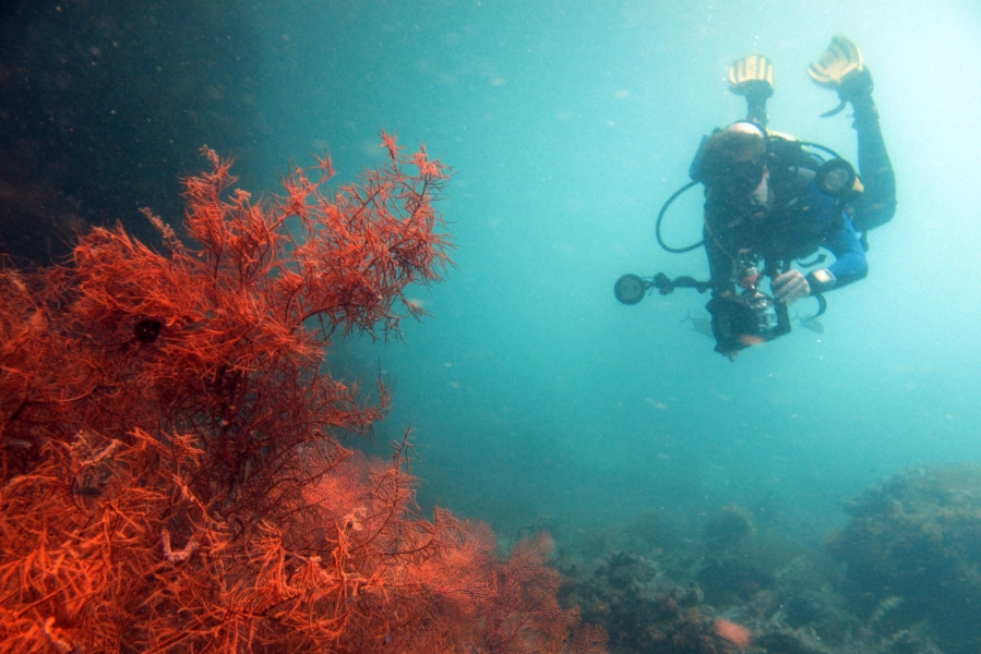 Fotografo @ «The Passage» (Raja Ampat - Indonesia)