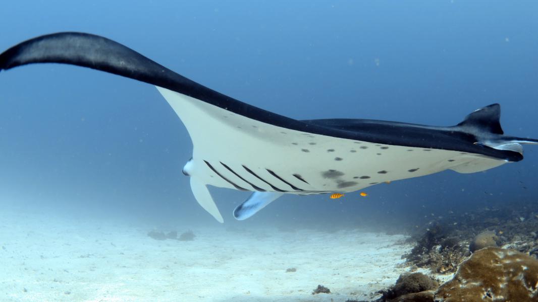 Sotto la «Ala» di una manta (Raja Ampat - Indonesia)