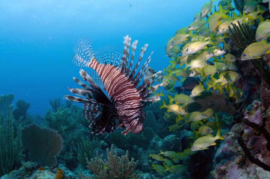 Lionfish & alcune triglie gialle (Puerto Aventuras - Messico)