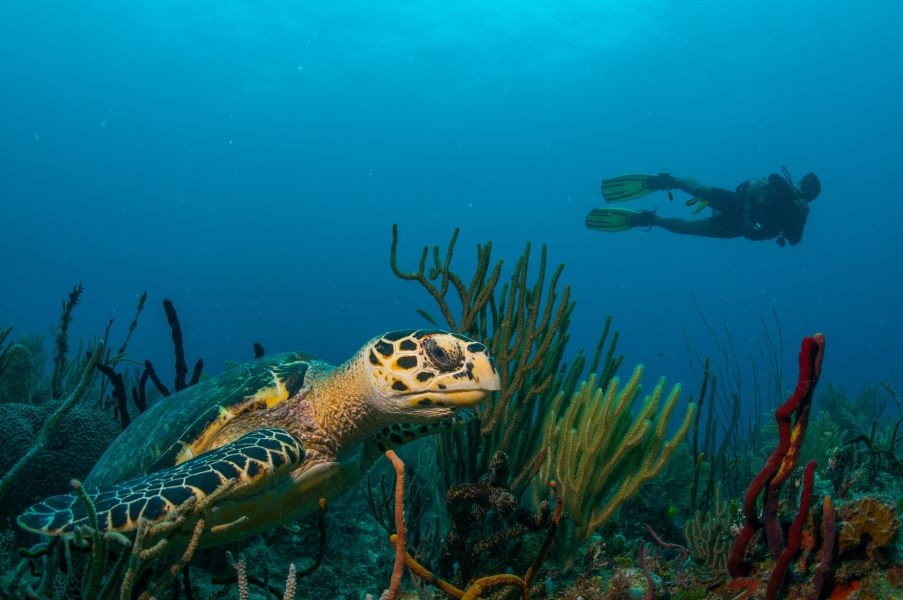 Tartaruga e subacqueo (Puerto Aventuras - Messico)