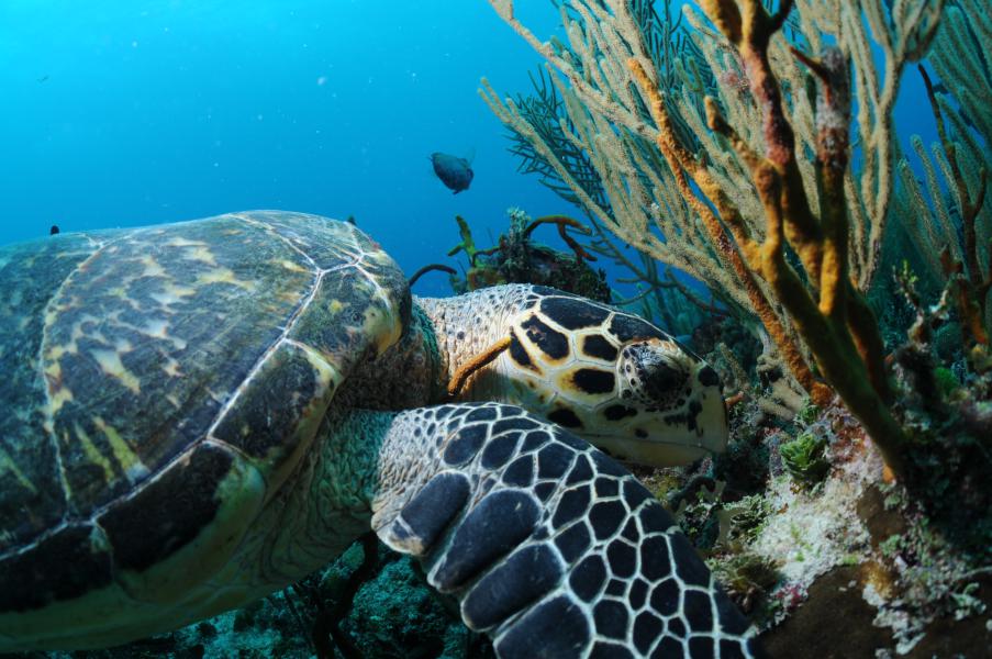 Tartaruga sul fondo (Puerto Aventuras - Messico)