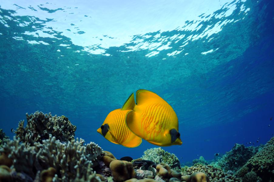 Due pesci farfalla mascherato (Chaetodon semilarvatus) & barriera da sotto