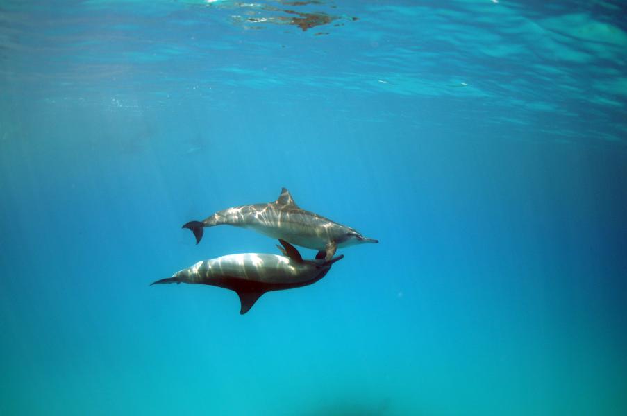 Delfini lontani (Mar Rosso - Egitto)