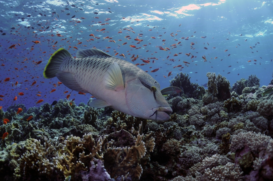 Pesce Napoleone sulla barriera di Elphinstone (Mar Rosso - Egitto)