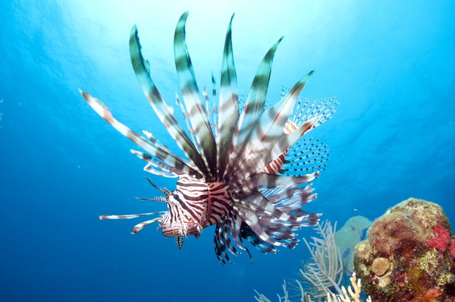 Lionfish che non dovrebbe stare qua! (Belize)