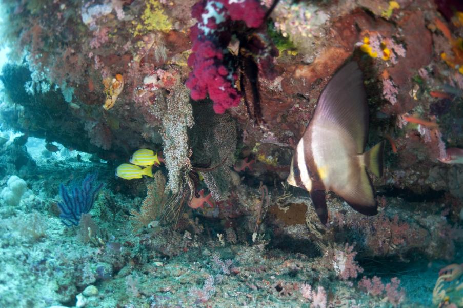 Pesce pipistrello autistico (Raja Ampat - Indonesia)