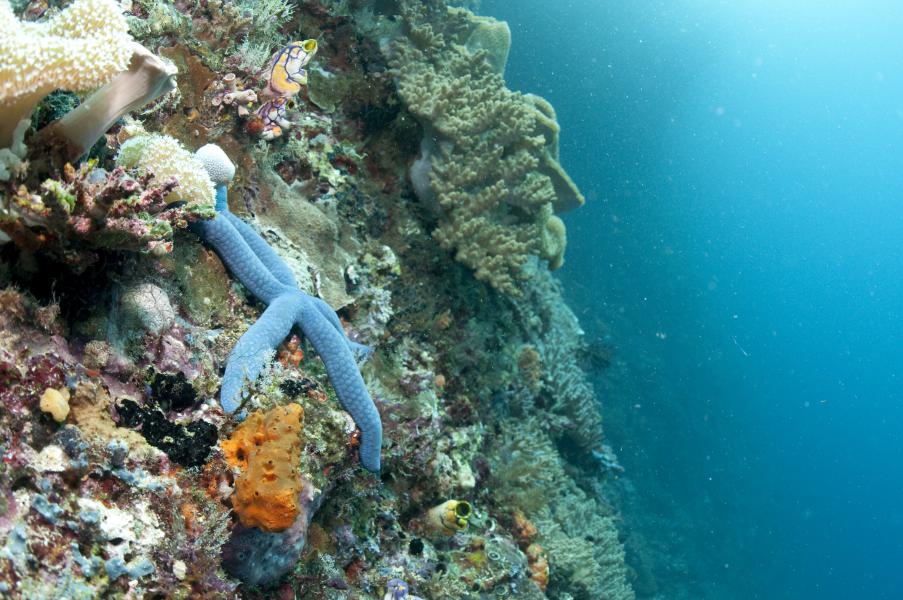 Immersione a «Fam wall» (Raja Ampat - Indonesia)