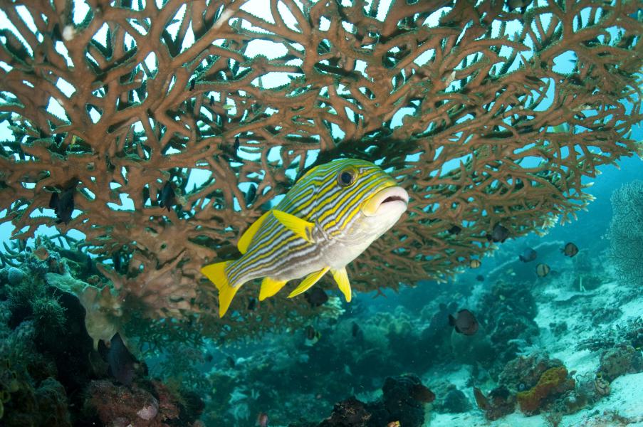 Grugnatore orientale sotto corallo (Raja Ampat - Indonesia)