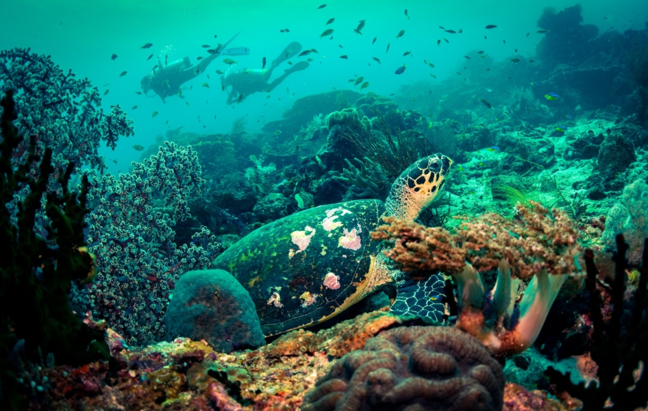 Tartaruga e due sub (Raja Ampat - Indonesia)