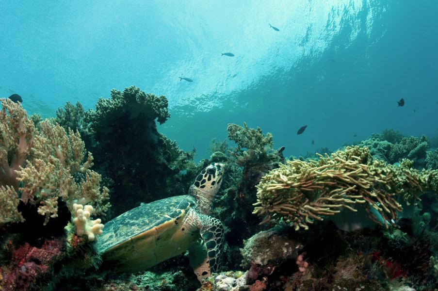 Tartaruga dorme sul reef (Raja Ampat - Indonesia)