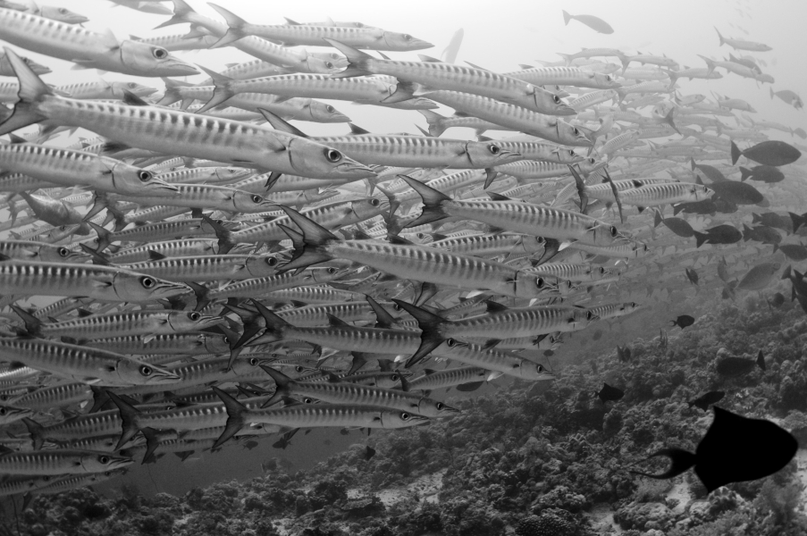 Barracuda in bianco e nero (Sha'ab Rumi - Sudan)