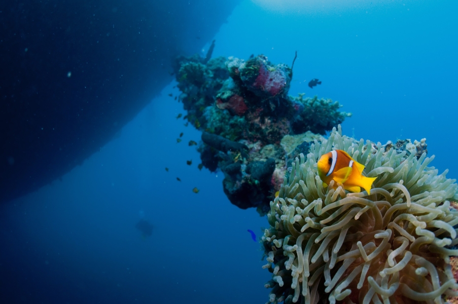 Pesce pagliaccio sulla catena dell'ancora del relitto della «Umbria» (Mar Rosso - Sudan)