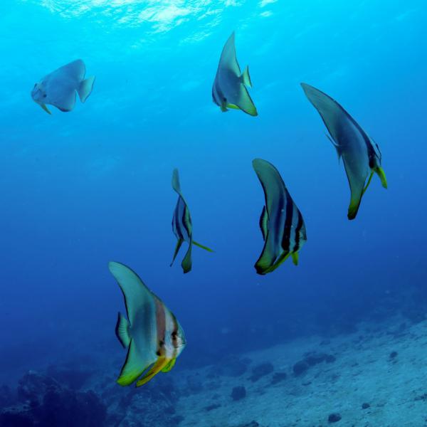 Pesci pipistrello (Booby's Island, vicino a Praslin - Seychelles)