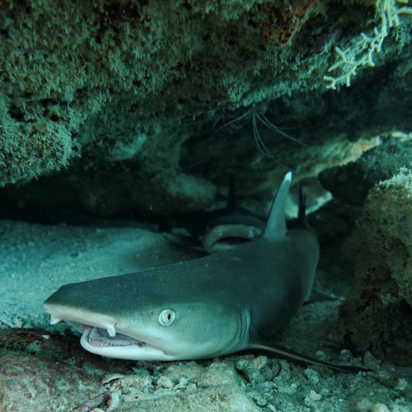 Squalo nutrice (Praslin - Seychelles)