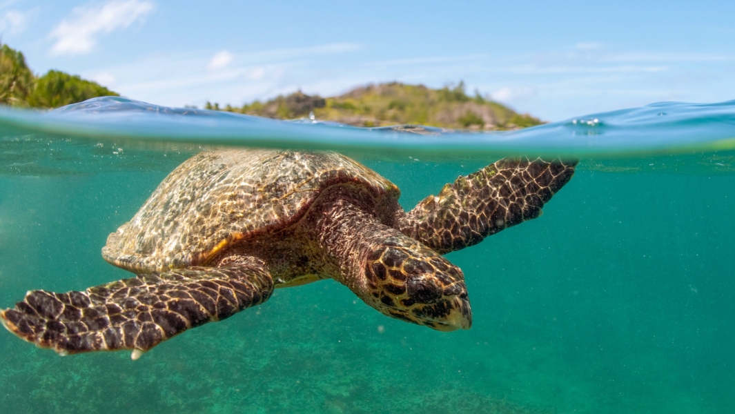 Tartaruga in superficie vicina all'isola Little Sister (Seychelles)