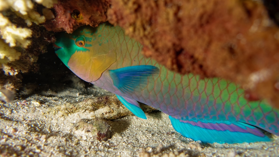 Pesce papagallo sorpreso in notturna (Mar Rosso - Sudan)