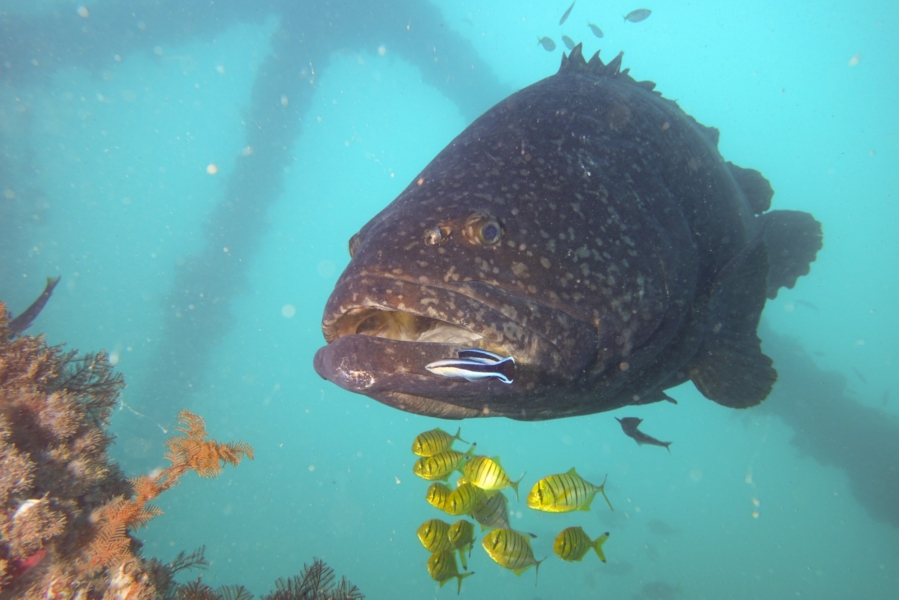 BFG (Big Friendly Grouper) al Navy Pier (Exmouth - Australia)