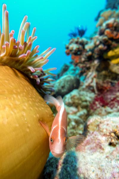 Pesce pagliaccio, chiuso fuori (Great Barrier Reef - Australia)