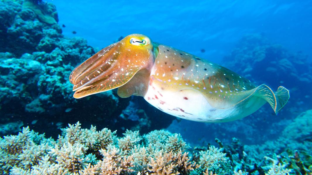 Seppia (da qualche parte sul Grand Barrier Reef - Australia)