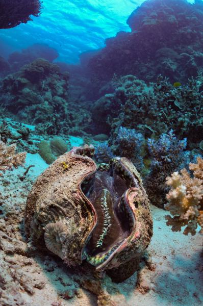 Tridacna (Da qualcha parte sul Great Barrier Reef - Australia)