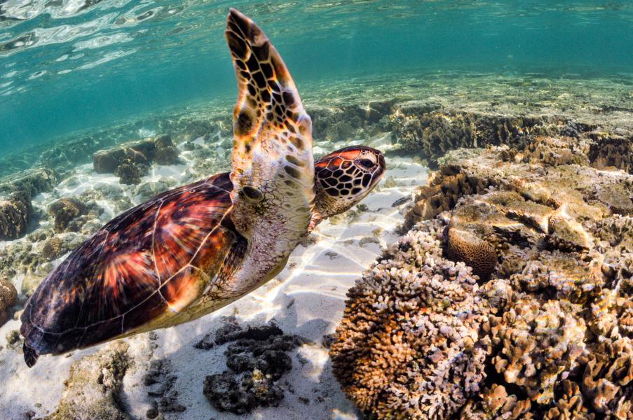 Tartaruga embricata nella laguna (Lady Elliot Island - Australia)