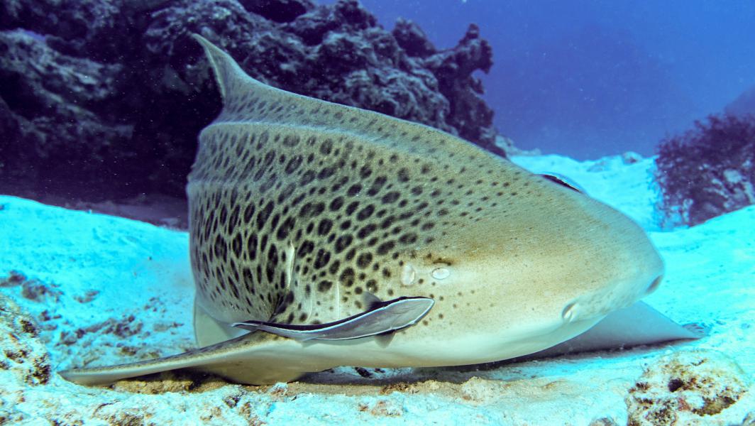 Squalo leopardo (Lady Elliot Island - Australia)