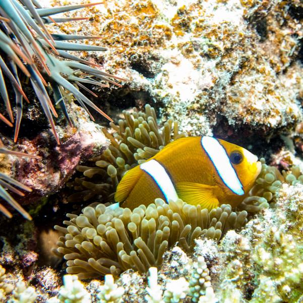 Pesce pagliaccio solitario vicino a mostro alieno (Lodestone reef - Australia)