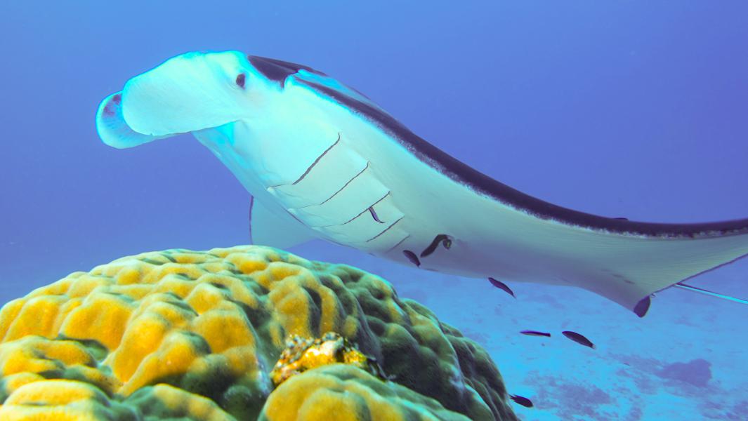 Manta (Lady Elliot Island - Australia)