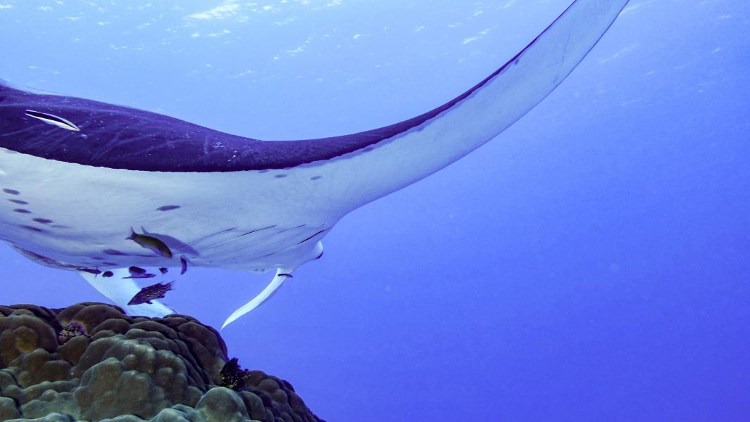 Manta su Bommiee (Lady Elliot Island - Australia)