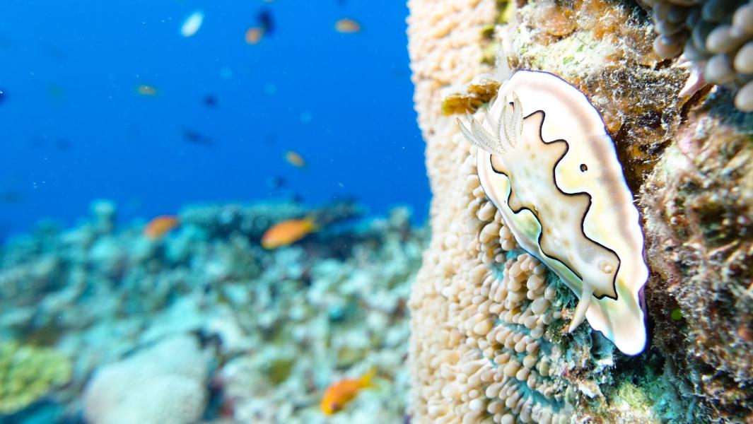 Nudibranco (Australia)
