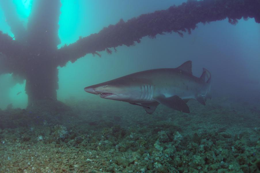 Squalo toro (Navy Pier, Exmouth - Australia)