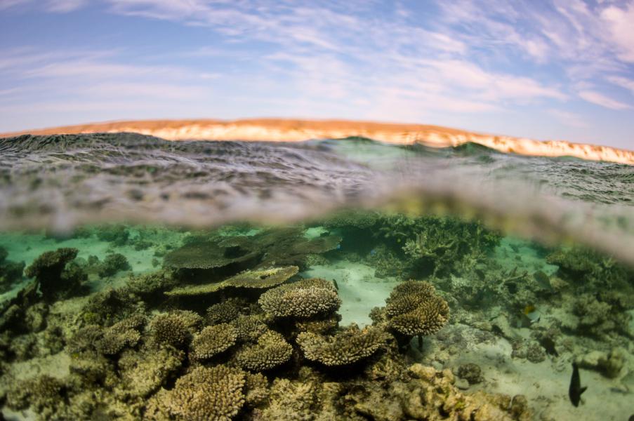 Splitshot (Ningaloo National Park - Australia)