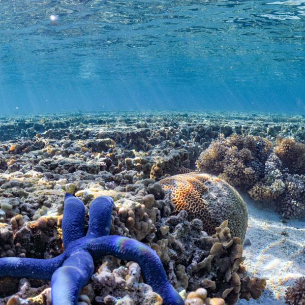Stella di mare nella (Lady Elliot Island - Australia)